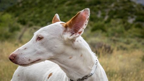 Venta de cachorros de Podenco Ibicenco. Guía de criadores de。